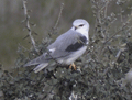 ELANIO AZUL | BLACK-SHOULDERED KITE | Elanius caeruleu
