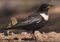 MIRLO CAPIBLANCO | RING OUZEL | Turdus torquatus