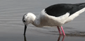 CIGÜEÑUELA | BLACK-WINGED STILT | Himantopu