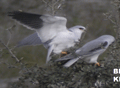 ELANIO AZUL | BLACK-SHOULDERED KITE | Elanius caeruleus