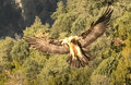 QUEBRANTAHUESOS | BEARDED VULTURE | Gypaetus barbatus