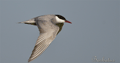 FUMAREL CARIBLANCO | WHISKERED TERN | Chlidonias hybrid