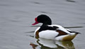 TARRO BLANCO | SHELDUCK | Tadorna tadorn