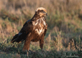 AGUILUCHO LAGUNERO | MARSH HARRIER 1 Circus aeruginosus