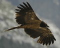 QUEBRANTAHUESOS | BEARDED VULTURE | Gypaetus barbatus
