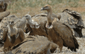 BUITRE LEONADO | GRIFFON VULTURE | Gyps fulvus