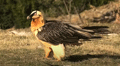 QUEBRANTAHUESOS | BEARDED VULTURE | Gypaetus barbatus
