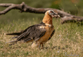 QUEBRANTAHUESOS | BEARDED VULTURE | Gypaetus barbatus