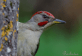 PITO REAL | GREEN WOODPECKER | Picus viridis
