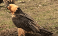 QUEBRANTAHUESOS | BEARDED VULTURE | Gypaetus barbatus