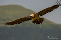 QUEBRANTAHUESOS | BEARDED VULTURE | Gypaetus barbatus