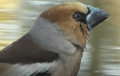 PICOGORDO | HAWFINCH | Coccothraustes coccothraustes