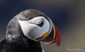 FRAILECILLO | PUFFIN | Fratercula arctica