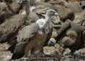 BUITRE LEONADO | GRIFFON VULTURE | Gyps fulvus