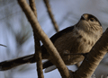 MITO | LONG-TAILED TIT | Aegithalos caudatus