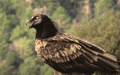 QUEBRANTAHUESOS | BEARDED VULTURE | Gypaetus barbatus