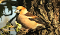 PICOGORDO | HAWFINCH | Coccothraustes coccothraustes