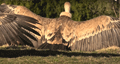 BUITRE LEONADO | GRIFFON VULTURE | Gyps fulvus