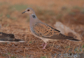 TÓRTOLA COMÚN | TURTLE DOVE | Streptopeli