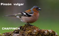 PINZÓN VULGAR | CHAFFINCH | Fringilla coelebs