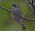 CURRUCA CARRASQUEÑA | SUBALPINE WARBLER | Sylvia