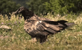 QUEBRANTAHUESOS | BEARDED VULTURE | Gypaetus barbatus