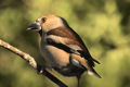 PICOGORDO | HAWFINCH | Coccothraustes coccothraustes