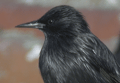 ESTORNINO NEGRO | SPOTLESS STERLING | Sturnus unicolor