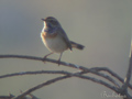 Pechiazul ( Luscinia svecica ) Bluethroat