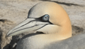 ALCATRAZ ATLÁNTICO | NORTHERN GANNET | Sula bass