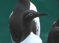 ARAO COMÚN variedad embridada | GUILLEMOT | Uria