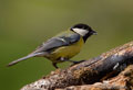 CARBONERO GARRAPINOS | COAL TIT | Parus ater