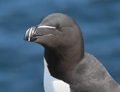 ALCA COMÚN | RAZORBILL | Alca torda