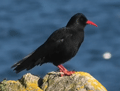CHOVA PIQUIRROJA | CHOUGH | Pyrrhocorax pyrrhocorax