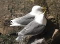 GAVIOTA TRIDÁCTILA | KITTIWAKE | Rissa tridactyl