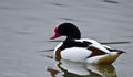 TARRO BLANCO | SHELDUCK | Tadorna tadorna