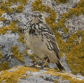 BISBITA COSTERO | ROCK PIPIT | Anthus petrosus