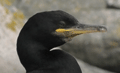 CORMORAN MOÑUDO | SHAG | Phalacrocorax aristotel