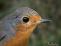 Petirrojo ( Erithacus rubecula ) Robin