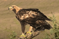 AGUILA REAL | GOLDEN EAGLE | Aquila chrysaetos