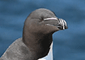ALCA COMÚN | RAZORBILL | Alca torda