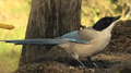 RABILARGO | AZUREW-WINGED MAGPIE