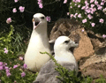 FULMAR | FULMAR | Fulmarus glacialis