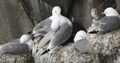 GAVIOTA TRIDÁCTILA | KITTIWAKE | Rissa tridactyl