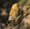 VERDERÓN COMÚN | GREENFINCH | Carduelis c
