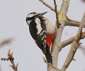 PICO PICAPINOS | GREAT SPOTTED WOODPECKER | Dendrocopos