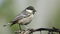 Carbonero garrapinos ( Parus ater ) Coal tit