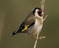 JILGUERO | GOLDFINCH | Carduelis carduelis 4K
