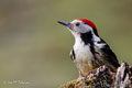 PICO MEDIANO | MIDDLE SPOTTED WOODPECKER | Dendrocopos