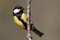 CARBONERO GARRAPINOS | COAL TIT | Parus ater